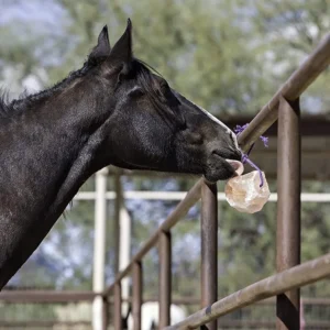 Horse using a Horsemen’s Pride 4.4 lb hanging salt block on a purple rope